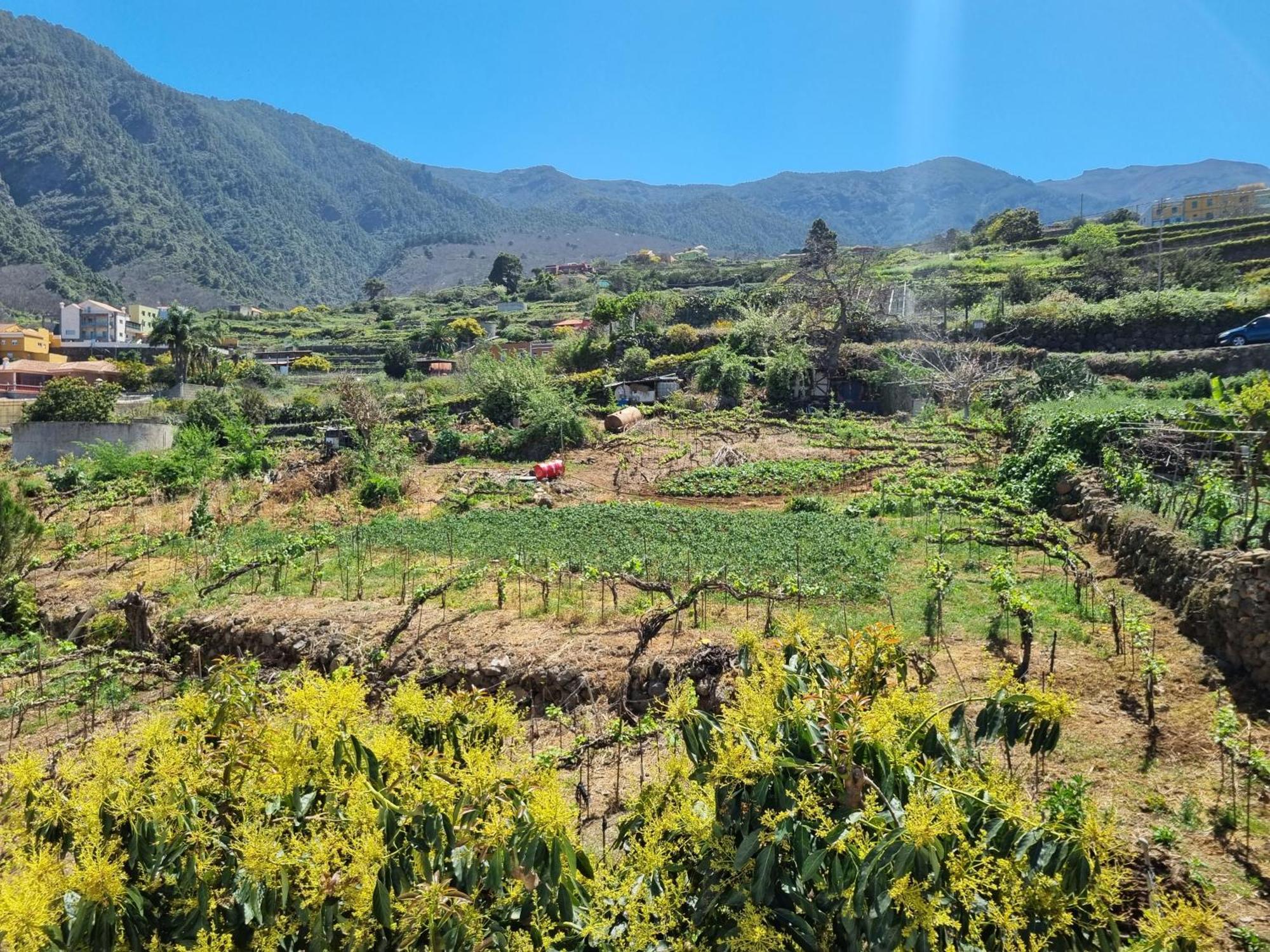 Vivienda Vacacional Ca Na Paula ラ・オロタバ エクステリア 写真